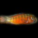 Tropheus moorii moliro orange fire craker 3-4cm