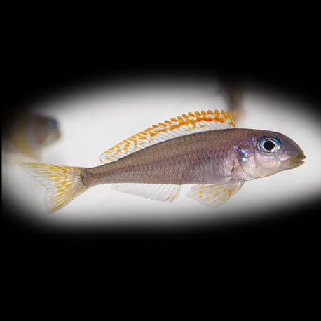 Xenotilapia flavipinis Makola 4-5cm