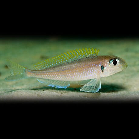 Xenotilapia flavipinis 4-5cm