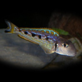 Xenotilapia ochrogenys MZURI 4-5cm