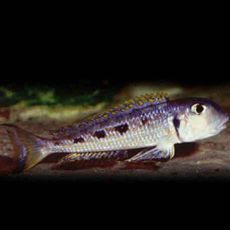 Xenotilapia ochrogenys karilani 4 - 5 cm