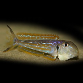 Xenotilapia ochrogenys kigoma 6 - 8 cm