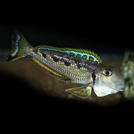 Xenotilapia ornatipinis 4 - 5 cm