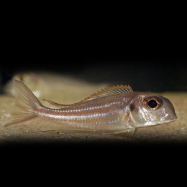 Xenotilapia sima 8-10cm