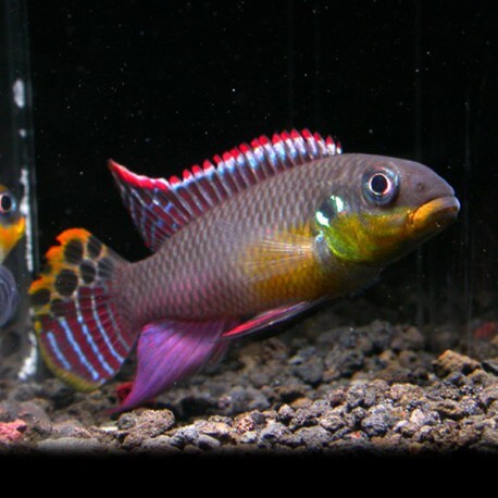 Pelvicachromis taeniatus niger. red 3 - 4 cm