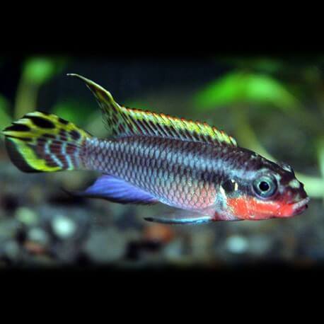 Pelvicachromis taeniatus nig. green 4 - 5 cm