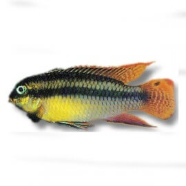 Pelvicachromis taeniatus nange 4 cm