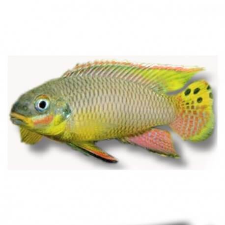 Pelvicachromis taeniatus molive 4 - 5 cm