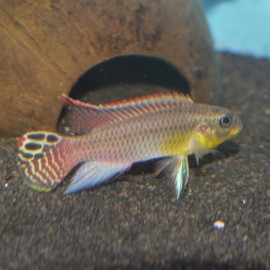 Pelvicachromis taeniatus mahone 3,5-4cm