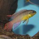 Pelvicachromis taeniatus locoundie 4 - 5 cm