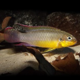 Pelvicachromis taeniatus lobe XL