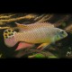 Pelvicachromis taeniatus kienke 4 - 5 cm