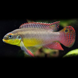 Pelvicachromis taeniatus dehane 4 - 5 cm