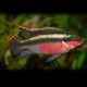Pelvicachromis super red 4 - 5 cm