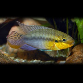 Pelvicachromis subocelatus matadi 4 cm