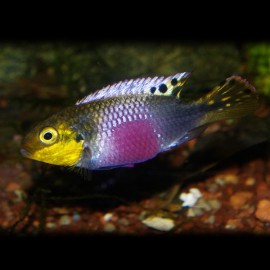 Pelvicachromis subocelatus 4 cm