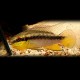 Pelvicachromis rolofi 3-4,5cm