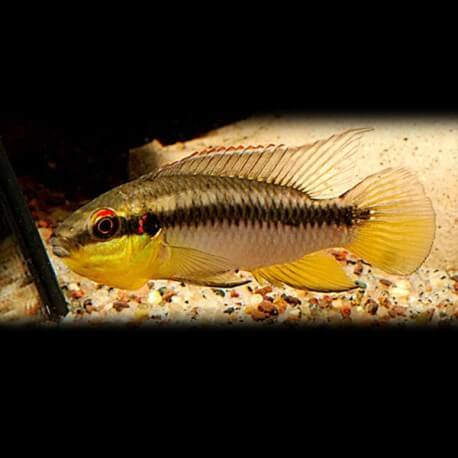 Pelvicachromis rolofi XL