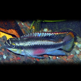 Pelvicachromis pulcher blue 4 cm