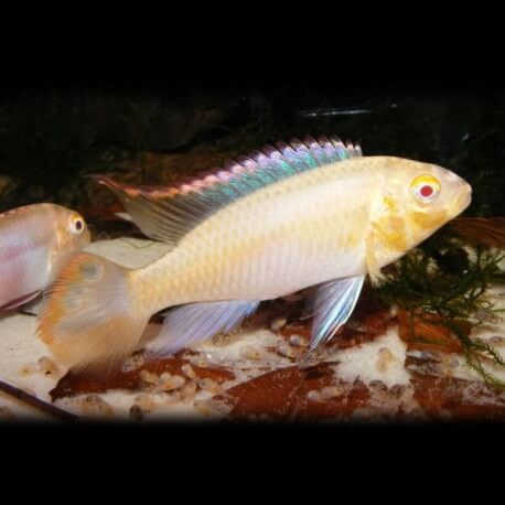 Pelvicachromis pulcher albin (red) 4 - 5 cm