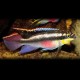 Pelvicachromis pulcher > 5.5 cm