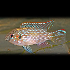 Pelmatochromis thomasi 2 - 3 cm