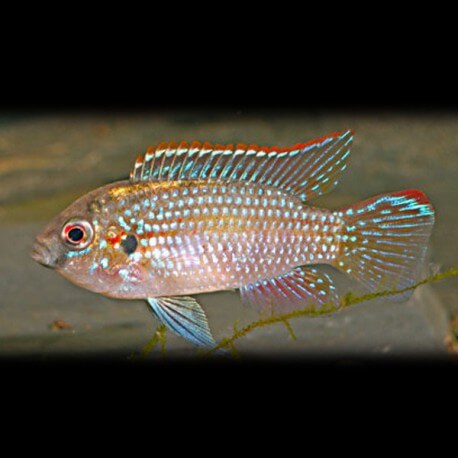 Pelmatochromis thomasi 2 - 3 cm