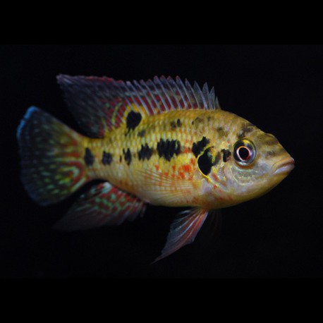 Pelmatochromis nigrofasciatus 4 - 5 cm