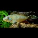 Nanochromis nudiceps 3 - 4 cm