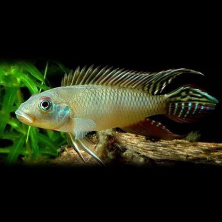 Nanochromis nudiceps 3 - 4 cm