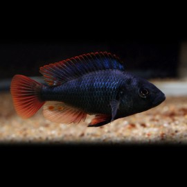 Astatotilapia nubila +7cm