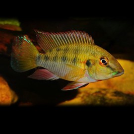 Chromidotilapia guentheri 5 - 6 cm