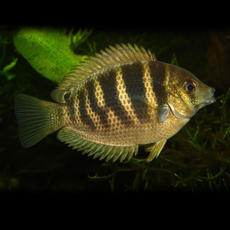 Etroplus canarensis 4 - 5 cm