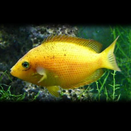 Etroplus maculatus gold 4 - 5 cm