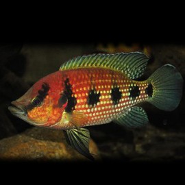 Hemichromis elongatus 3-4cm