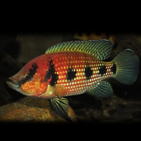 Hemichromis elongatus 3-4cm