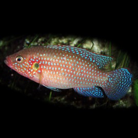 Hemichromis liffalili blue 5 - 7 cm