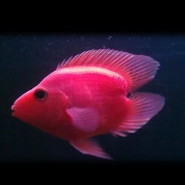 Hybrid blood parrot HEART 6-7cm