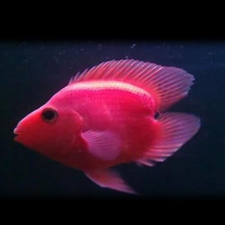 Hybrid blood parrot HEART 6-7cm