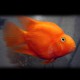 Hybrid orange parrot 6-7cm