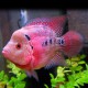 Hybrid parrot flowerhorn 4-5cm