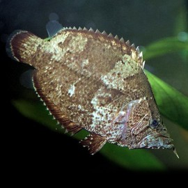 Monocirrhus polyacantus 7 - 8 cm