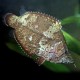 Monocirrhus polyacantus 5 - 7 cm