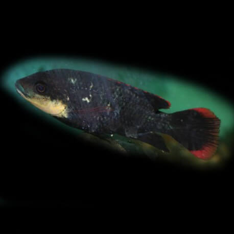 Oreochromis karamo 5,5 - 7 cm