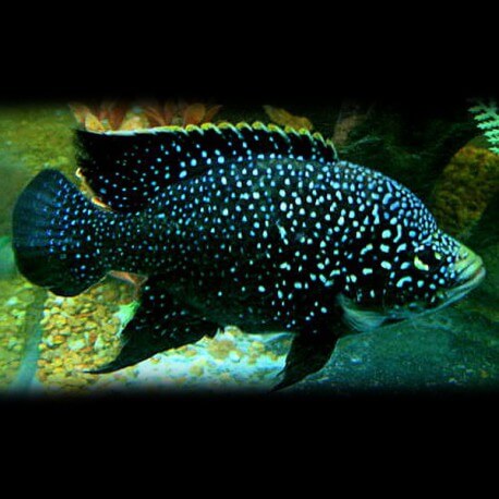 Paratilapia polleni 4 - 5 cm