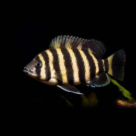 Tilapia buttikoferi 6 - 7 cm