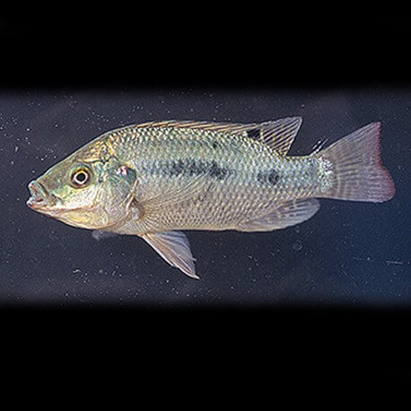 Tilapia gallilei 5-6cm