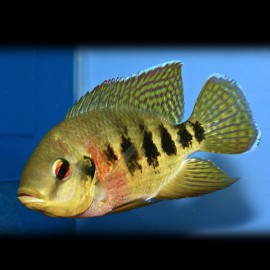 Tilapia mariae 4-5cm