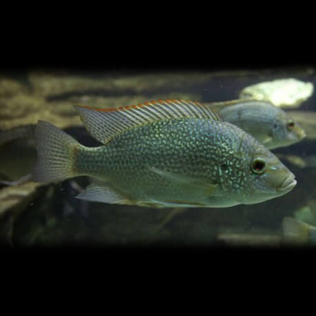 Tilapia nilotica 5,5 - 7 cm