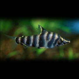 Abramites hypselonotus 4-6cm